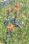 Lake Whitney State Park Texas – Wildflowers, Birds & Cousins