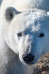 Polar Bear Migration RV Tour –  Part 2 The Bears in Churchill
